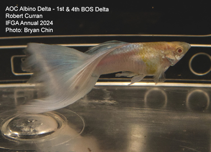 Guppy male AOC Albino